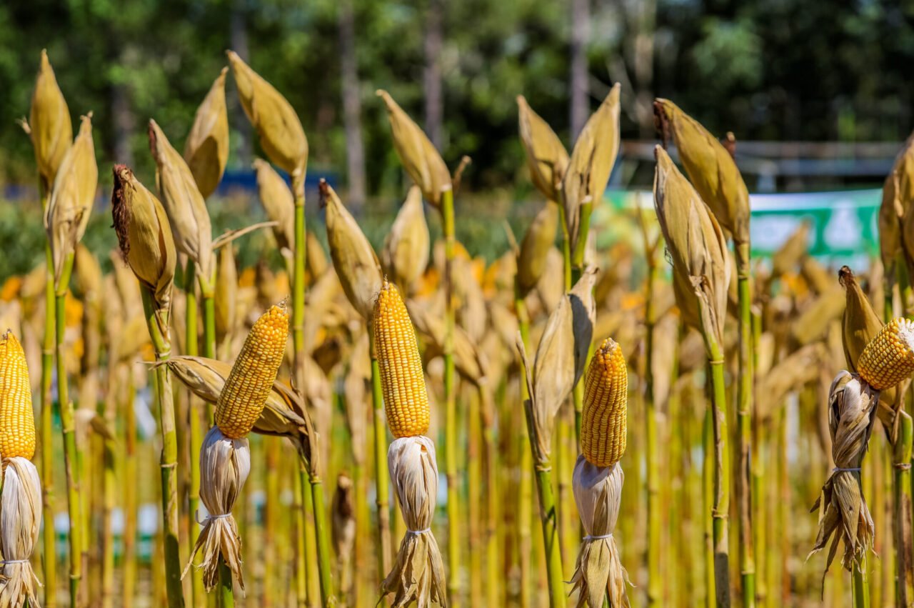 foto Rondônia registra PIB de R$ 76,4 bilhões e se mantém entre as maiores economias da Região Norte